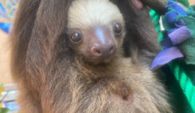 Photo of a baby sloth hanging from a branch