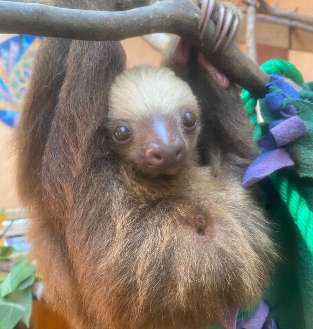 Photo of a baby sloth hanging from a branch