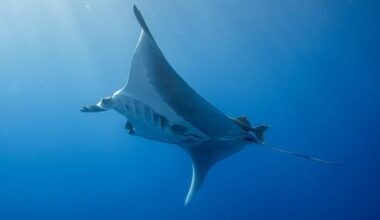 manta rays, whale sharks and finbacks