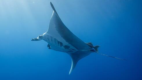manta rays, whale sharks and finbacks