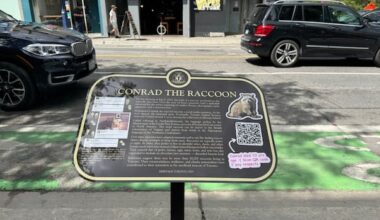 Toronto remembers raccoon whose sidewalk death went viral in 2015