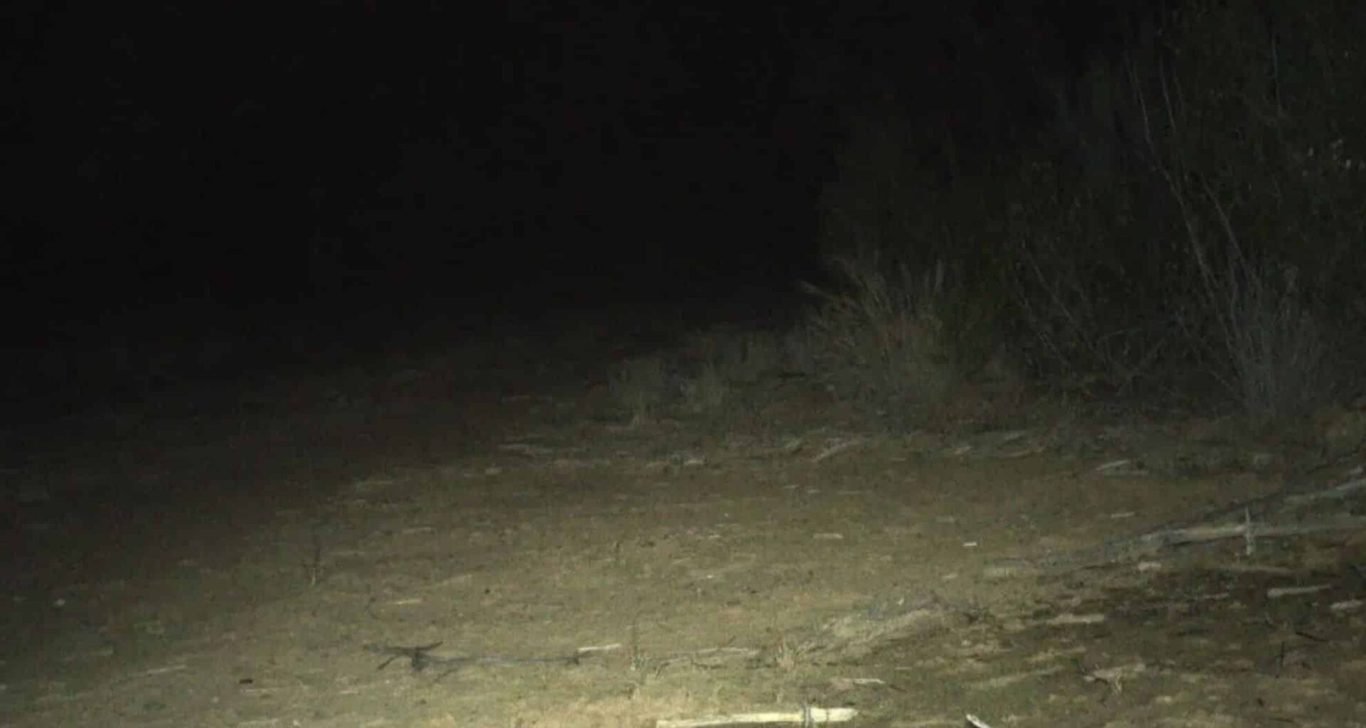 Rare Creature Believed Extinct For 150 Years Makes A Remarkable Comeback In Australia