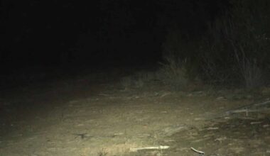 Rare Creature Believed Extinct For 150 Years Makes A Remarkable Comeback In Australia