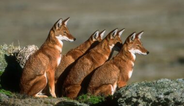 On the brink of extinction: The 10 rarest dogs in the world, from the beautiful Ethiopian wolf to the bizarre aquatic bush dog