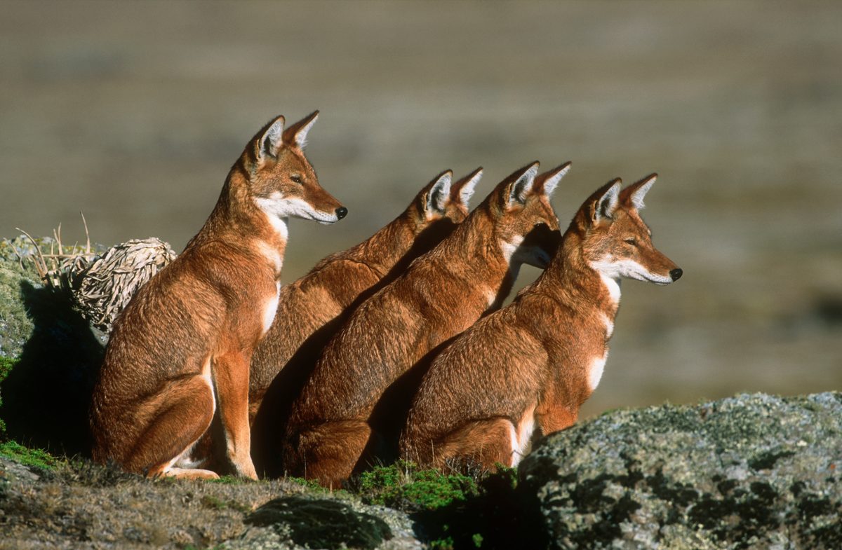 On the brink of extinction: The 10 rarest dogs in the world, from the beautiful Ethiopian wolf to the bizarre aquatic bush dog