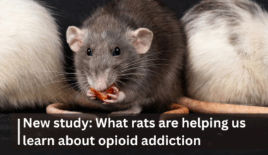 Genetics and heritability of opioid addiction: New study