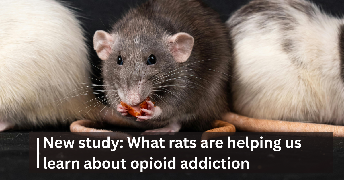 Genetics and heritability of opioid addiction: New study