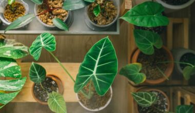 Why Some Plant Hybrids Develop Autoimmune Necrosis