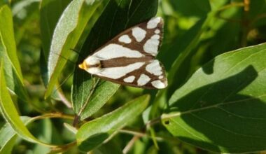 First snakes, now moths — species at risk continue to delay big east Windsor project