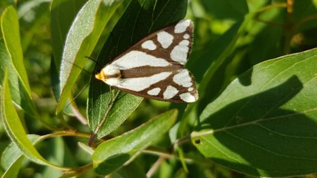 First snakes, now moths — species at risk continue to delay big east Windsor project