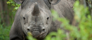 A Peashooter Will Not Bring Down a Charging Rhino | Office for Science and Society