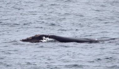 Ultra-rare right whale spotted off Newfoundland coast