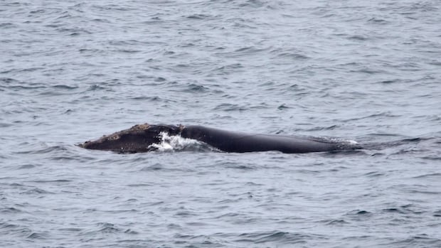 Ultra-rare right whale spotted off Newfoundland coast
