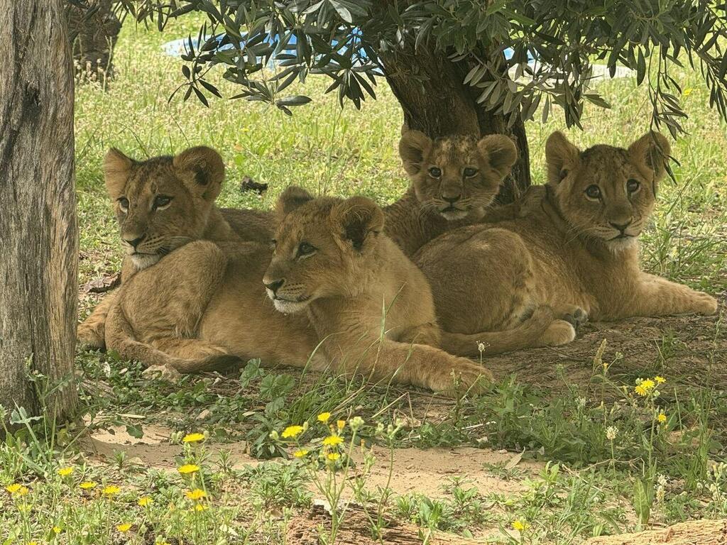 ביבס, אורי, ארנון ויהלום