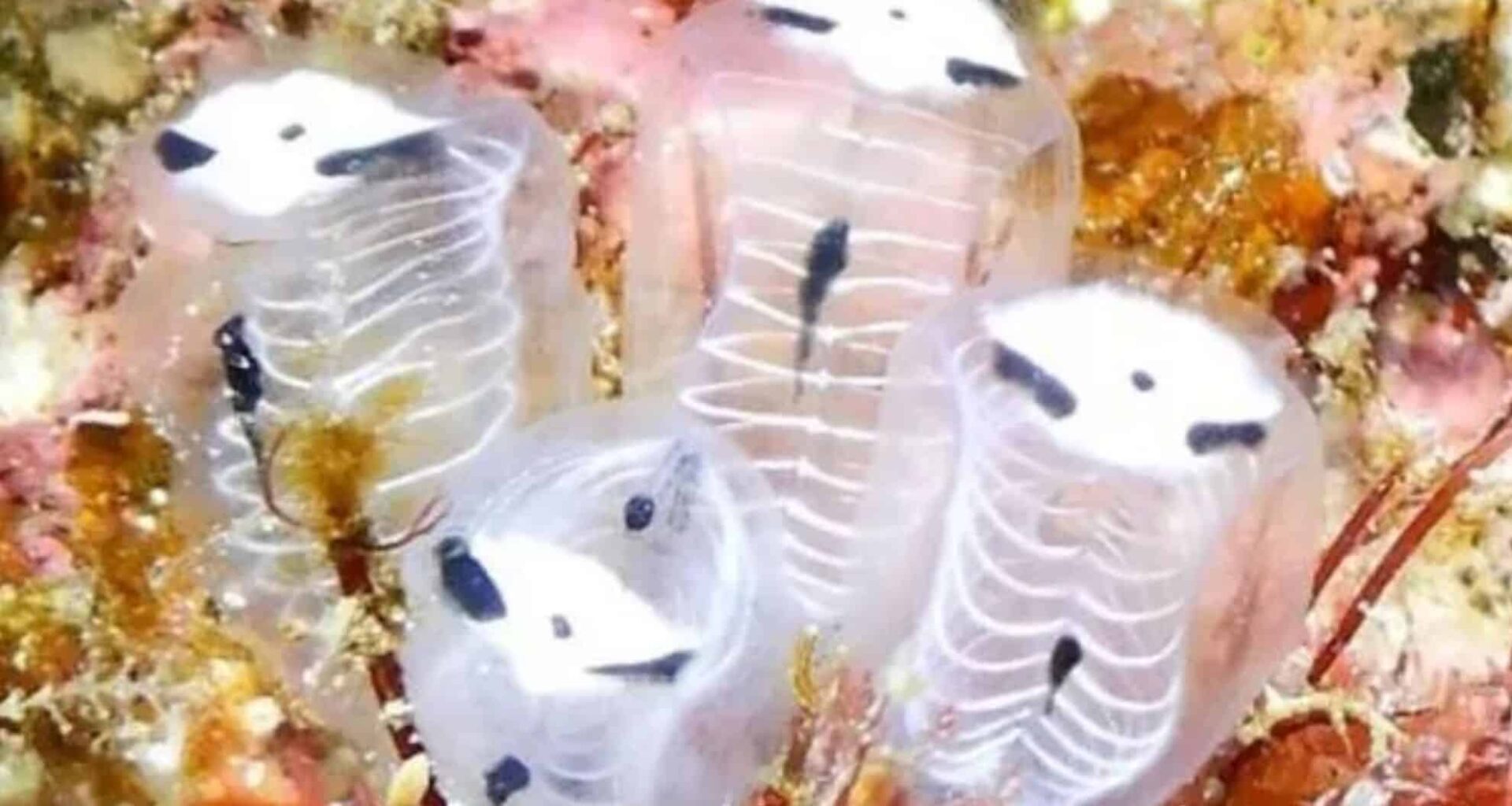 Scientists Unveil A New Panda Like Sea Creature In Japan Meet Clavelina Ossipandae