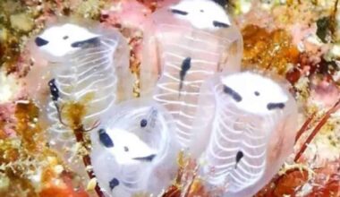 Scientists Unveil A New Panda Like Sea Creature In Japan Meet Clavelina Ossipandae