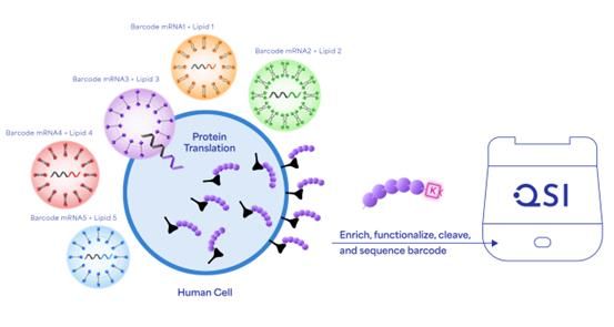 Illustration showing screening nucleic acid delivery methods using protein barcodes.