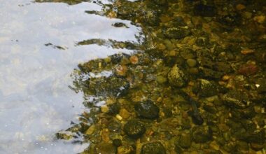 Researchers Reveal How Marine Copepods Resist Climate Stress