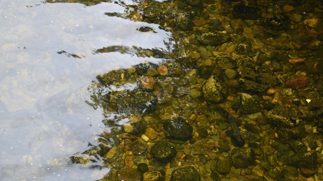 Researchers Reveal How Marine Copepods Resist Climate Stress