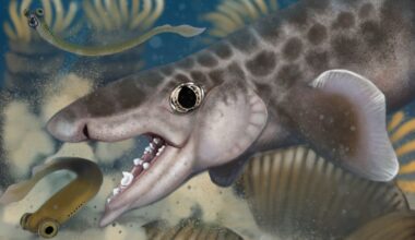 “Remarkable” New Species Of 340-Million-Year-Old Ancient Shark Discovered In Mammoth Cave National Park