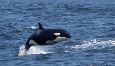 10 Orca Quirks That Will Make You Forget the Boat Attacks