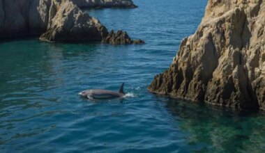 Vaquita in the Gulf of California sent 41 location signals to scientists, ‘a sign of hope’