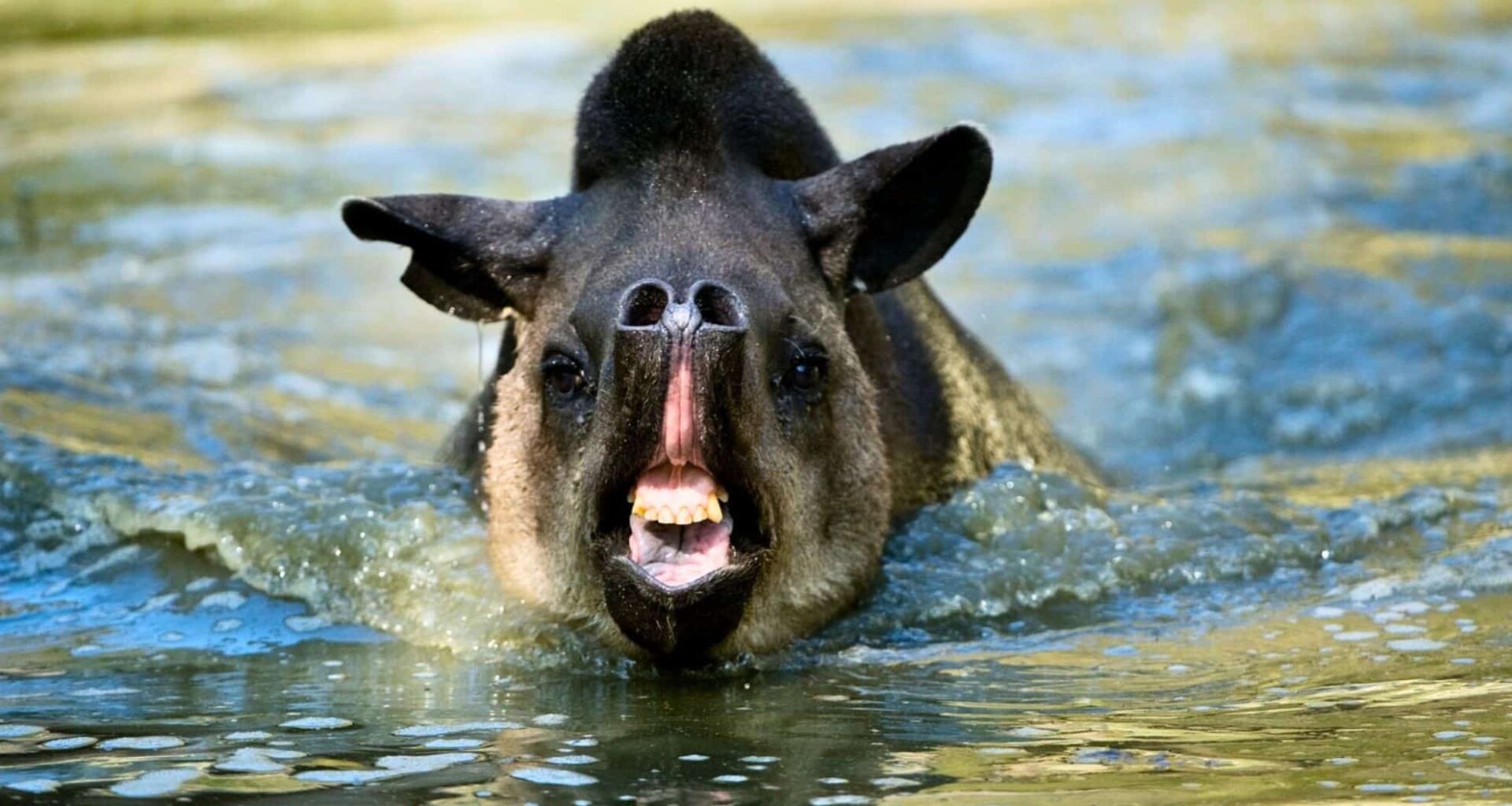 South American Tapir