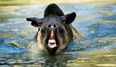 South American Tapir