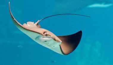 It's larger than a king-sized bed and its deadly venomous spine killed Steve Irwin – and is often found buried in the sand