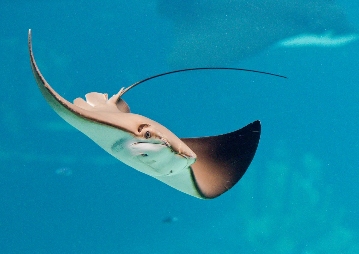 It's larger than a king-sized bed and its deadly venomous spine killed Steve Irwin – and is often found buried in the sand