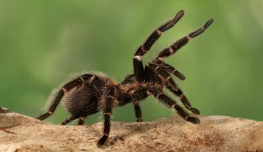 Thousands of Tarantulas Expected to Appear in These US Areas During Mating Season
