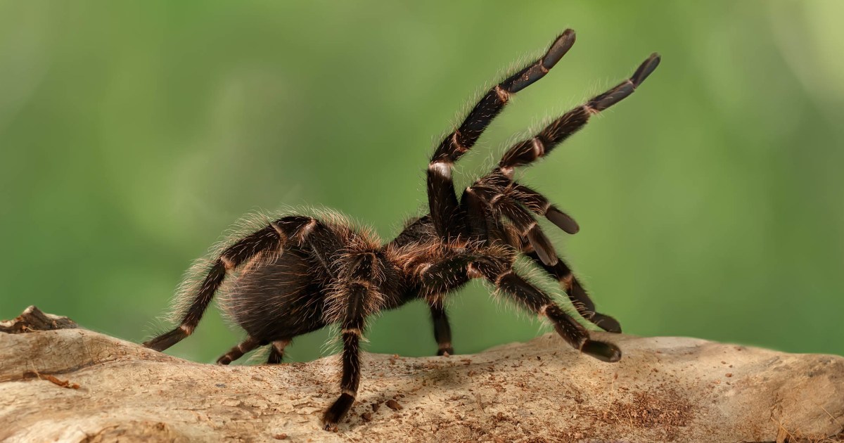Thousands of Tarantulas Expected to Appear in These US Areas During Mating Season