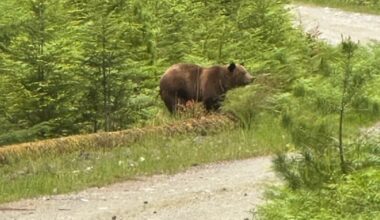 Inside the secret plan to relocate a wayward B.C. grizzly bear