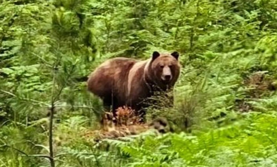 A large brown bear surrounded by bush, with the oval face of a grizzly, looks toward the camera.