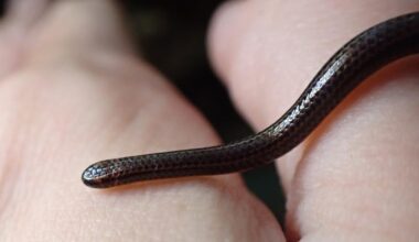 Barbados threadsnake seen up close, crawling across a human hand.
