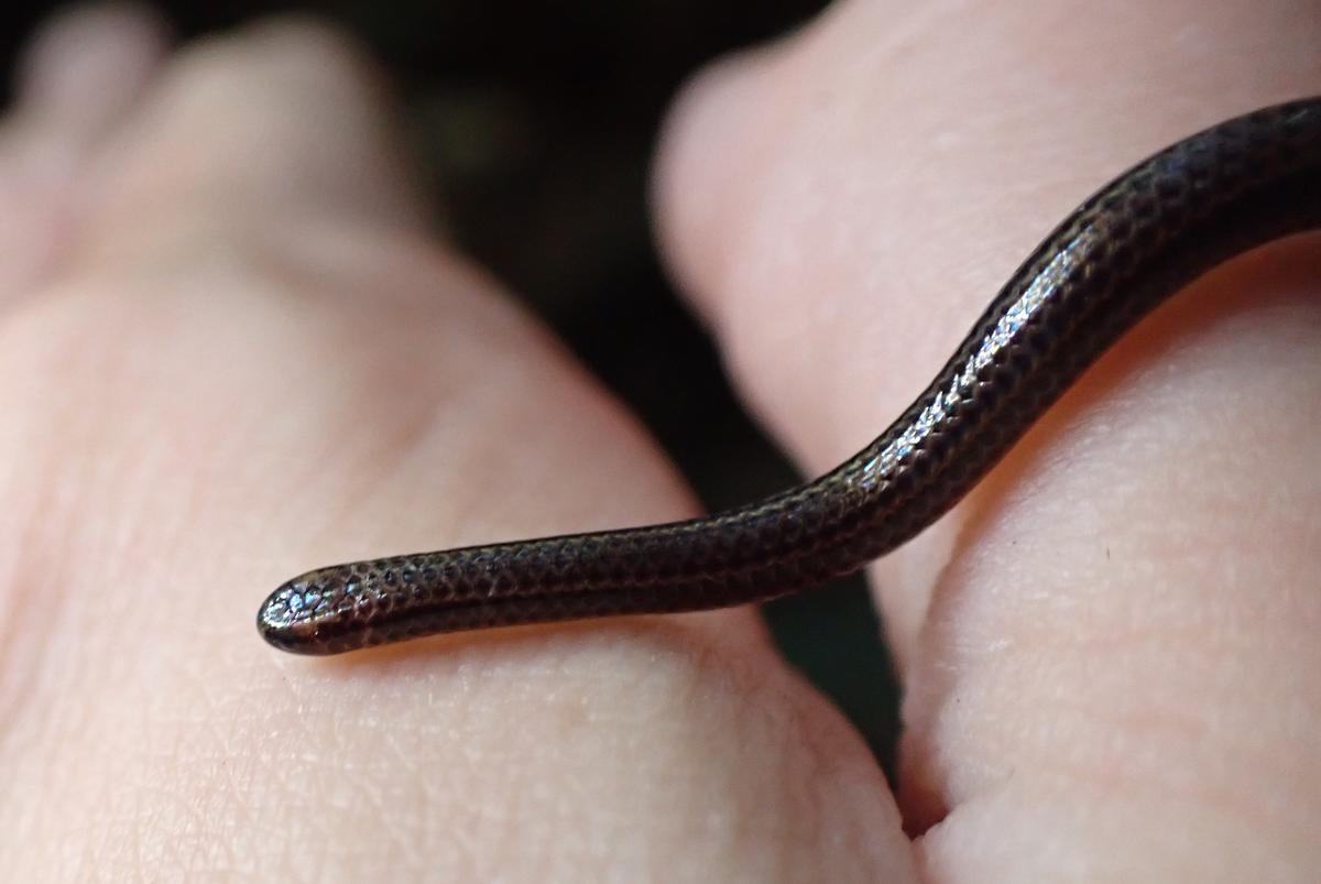 Barbados threadsnake seen up close, crawling across a human hand.