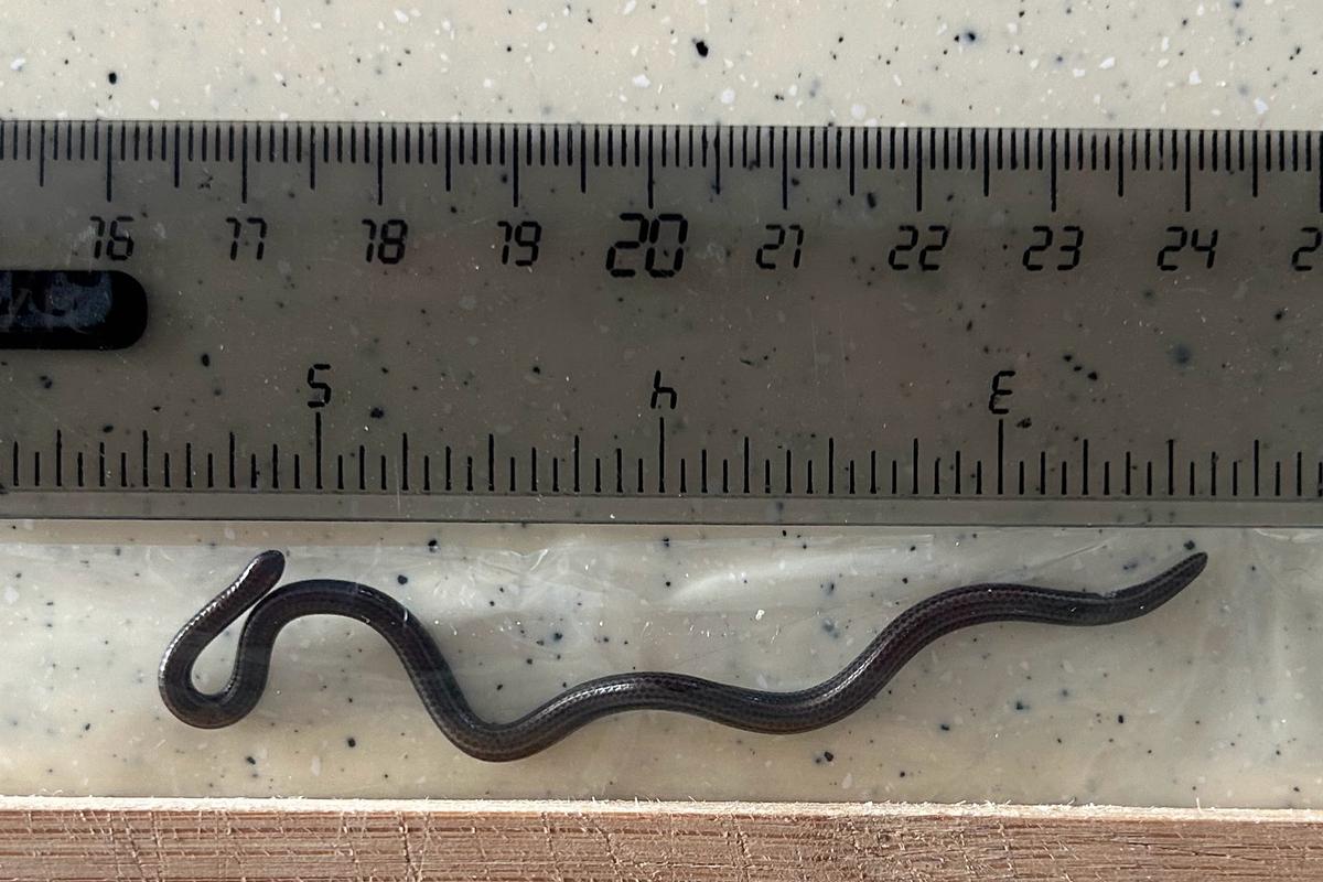 Barbados threadsnake seen against a ruler.