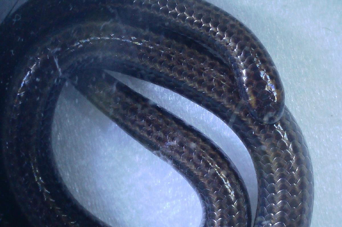 Barbados threadsnake seen up close. The yellowish stripes visible in the head help identify it.