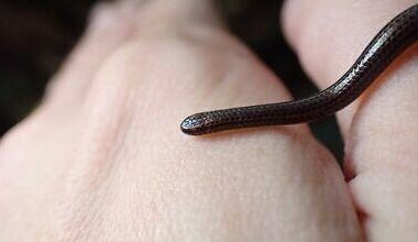 World's smallest-known snake found under rocks in Barbados after nearly 20 years