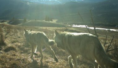 ‘Never feed wildlife’: Habituated wolf’s survival depends on it