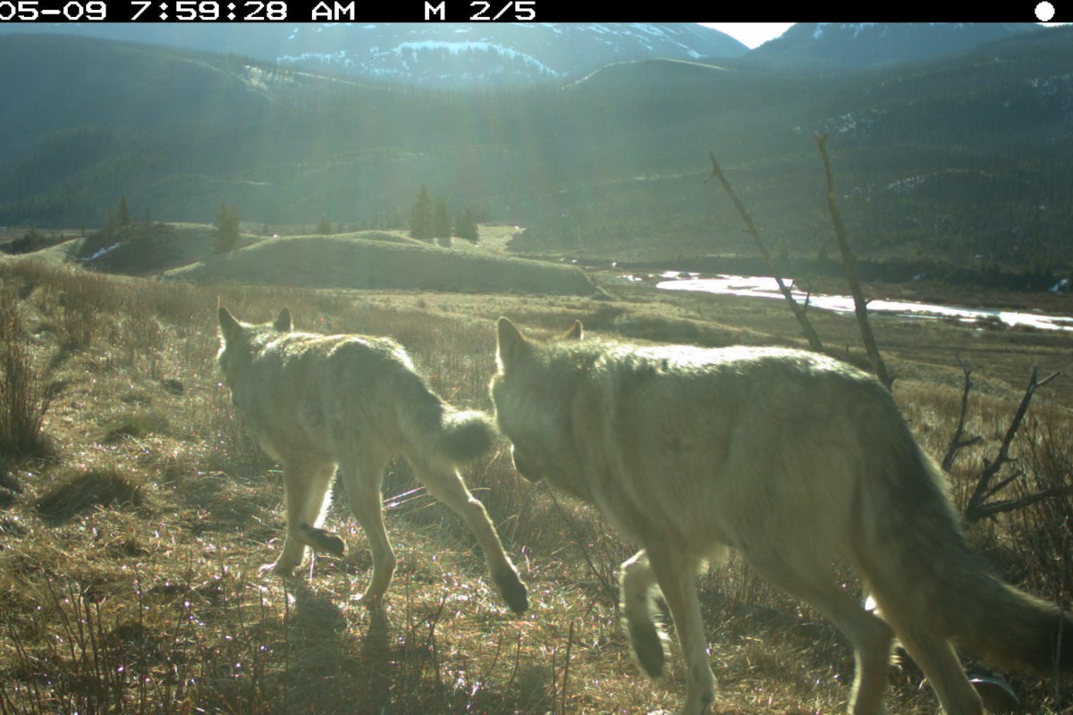 ‘Never feed wildlife’: Habituated wolf’s survival depends on it