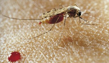 A genetic tweak could prevent mosquitoes from transmitting malaria - NPR