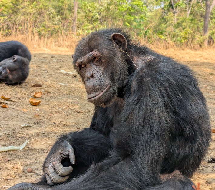 a chimpanzee named Val looking at the camera with a blade of grass sticking out of her ear, from a distance