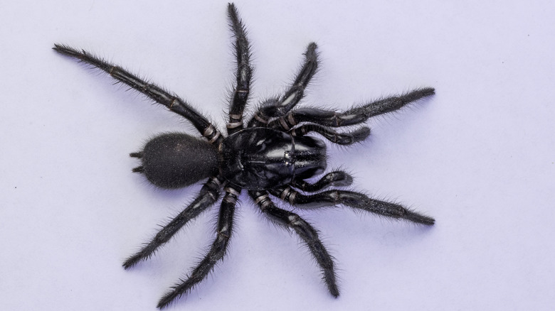 Sydney funnel-web spider