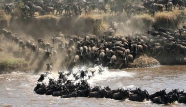 Safari misconduct sparks migration outcry