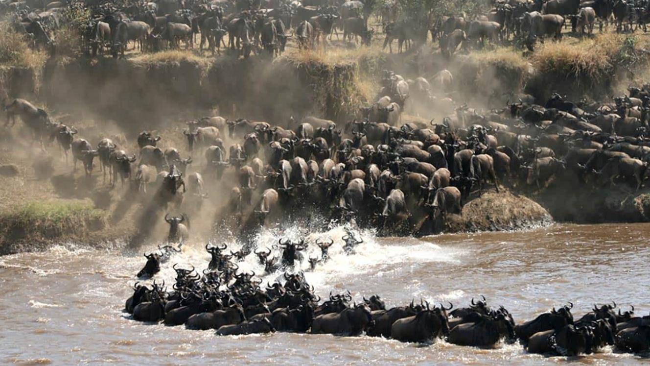 Safari misconduct sparks migration outcry