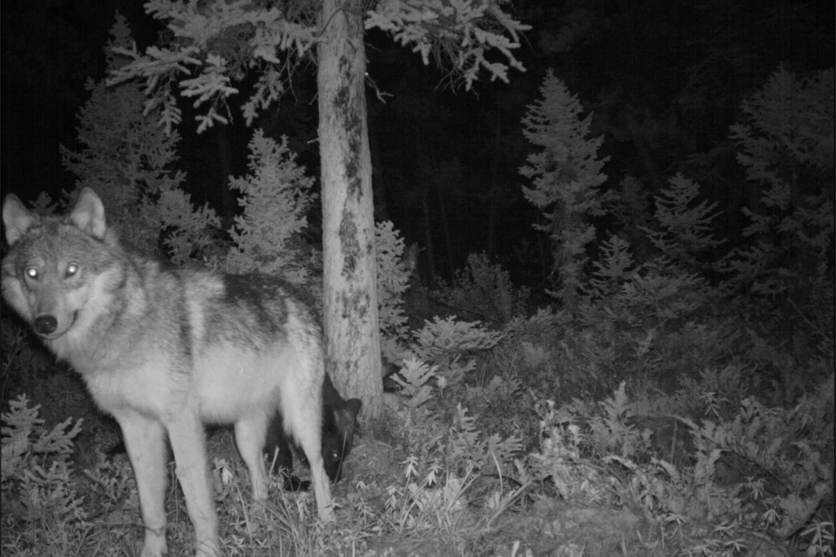 Wolf fearlessly approaching visitors in Kananaskis may be food-conditioned