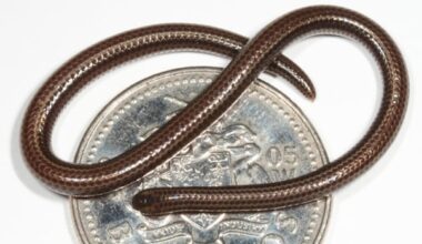 Scientists find the world's smallest snake, once feared extinct, hanging out under a rock