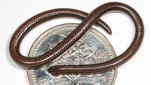 Scientists find the world's smallest snake, once feared extinct, hanging out under a rock