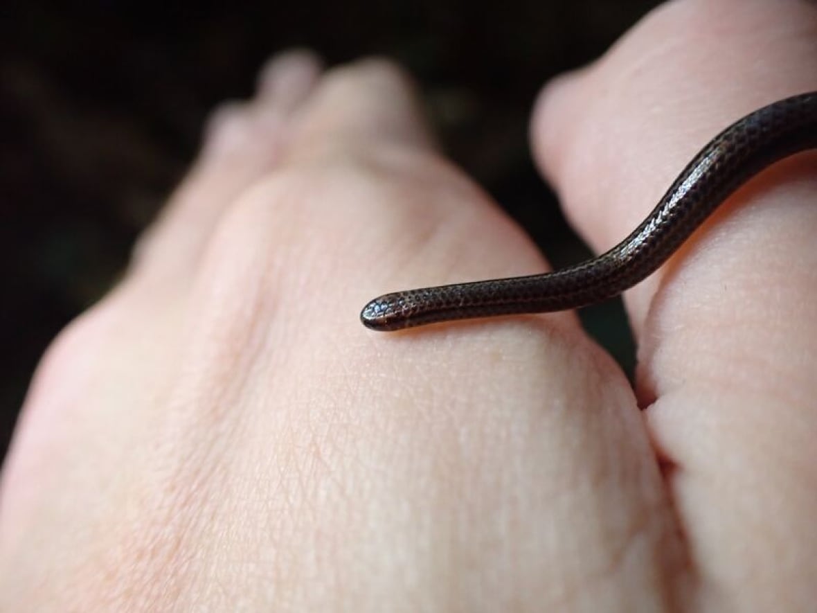 A shiny dark brown snake, thinner than a shoelace and shorter than a worm, slithers across a person's folded hands. 